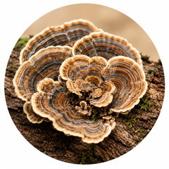 Turkey Tail