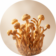 Cordyceps