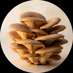 Maitake